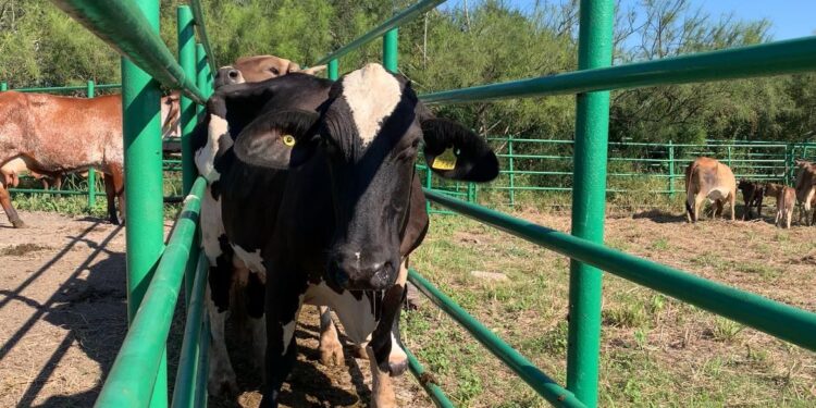 Reafirma Tamaulipas su compromiso con la innovación pecuaria