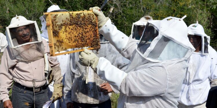 Impulsa Gobierno de Tamaulipas el relevo generacional en la apicultura