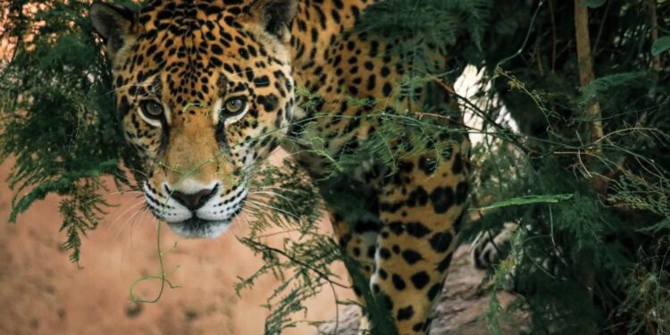 Lanza Comisión de Parques cruzada en pro del jaguar