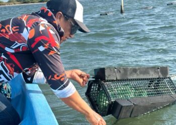 Consolida Tamaulipas su producción de ostión con apoyo técnico continuo