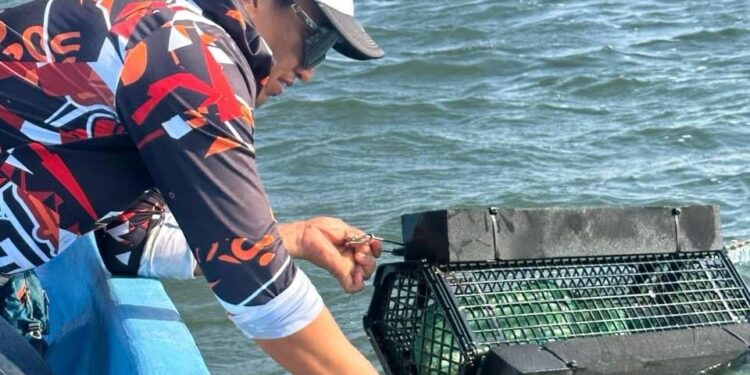 Consolida Tamaulipas su producción de ostión con apoyo técnico continuo