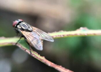 Crece vigilancia en Tamaulipas para evitar propagación del gusano barrenador