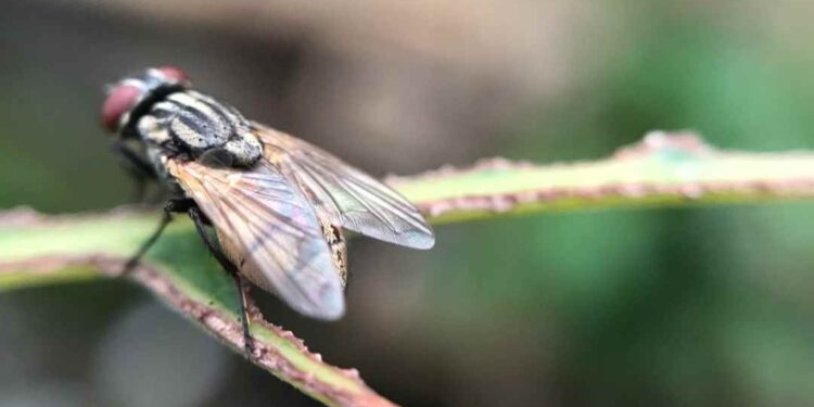 Crece vigilancia en Tamaulipas para evitar propagación del gusano barrenador