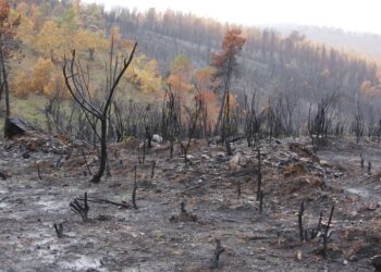 Incendios forestales consumen hectáreas en Bustamante, Tamaulipas