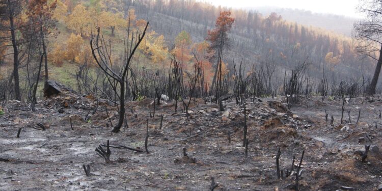 Incendios forestales consumen hectáreas en Bustamante, Tamaulipas