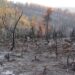 Incendios forestales consumen hectáreas en Bustamante, Tamaulipas