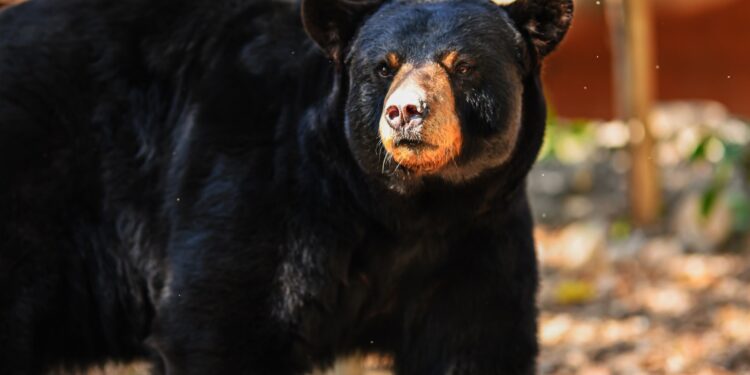 Buscan renovar experiencia del Zoológico Tamatán con nuevas especies