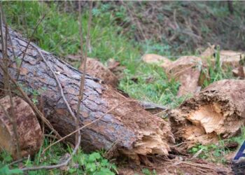 Fuertes lluvias provocan caída de árboles