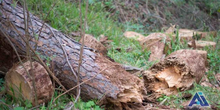 Fuertes lluvias provocan caída de árboles