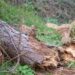 Fuertes lluvias provocan caída de árboles