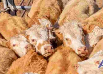 Restricciones sanitarias afectan exportación y venta de ganado