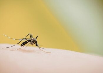 Lluvias y calor mantienen riesgo de dengue en el estado