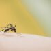 Lluvias y calor mantienen riesgo de dengue en el estado