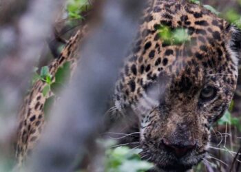 Libera Tamaulipas a jaguar rescatado tras recibir atención médica especializada