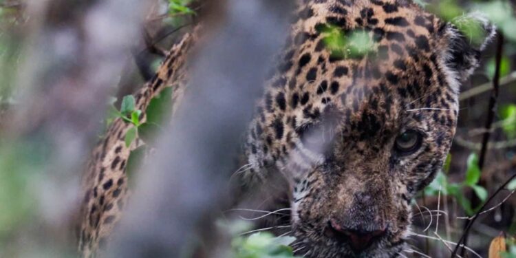Libera Tamaulipas a jaguar rescatado tras recibir atención médica especializada