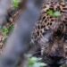 Libera Tamaulipas a jaguar rescatado tras recibir atención médica especializada