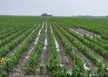 Campo tamaulipeco recibe alivio tras intensas lluvias de junio