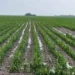 Campo tamaulipeco recibe alivio tras intensas lluvias de junio