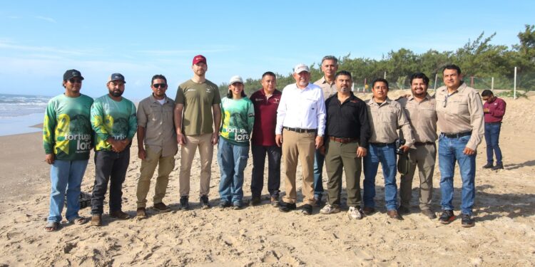 Consolida Tamaulipas liderazgo en la protección de la tortuga lora